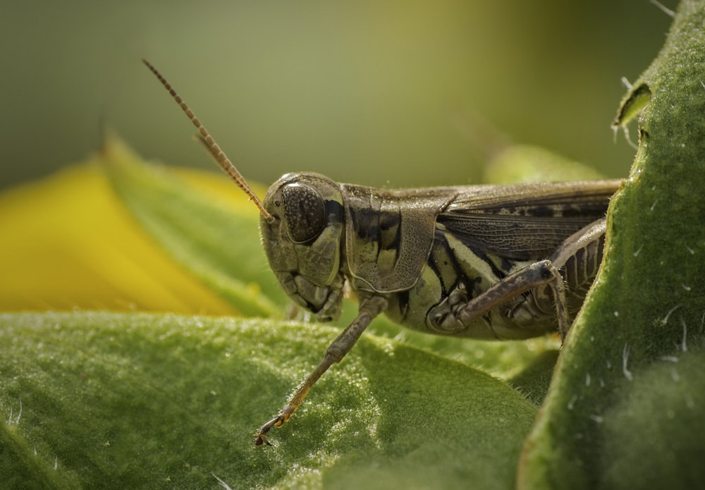 brown grasshopper perched on green leaf in close up photography during daytime