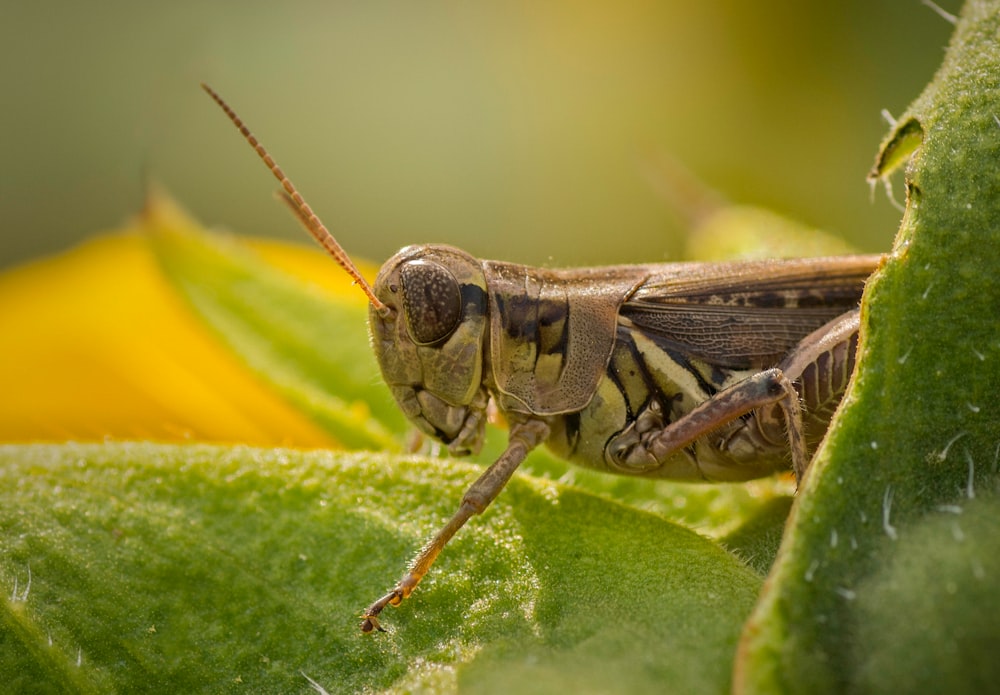 brown grasshopper perched on green leaf in close up photography during daytime