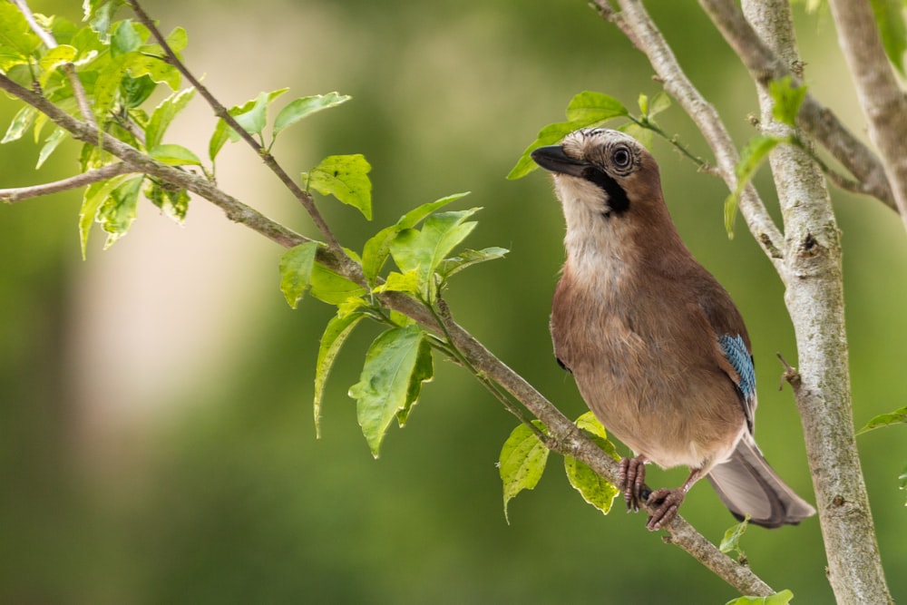 blue and white bird on tree branch during daytime