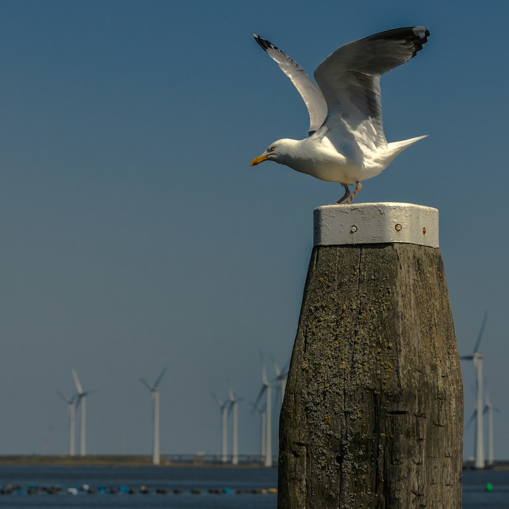 white and gray bird on brown wooden post during daytime