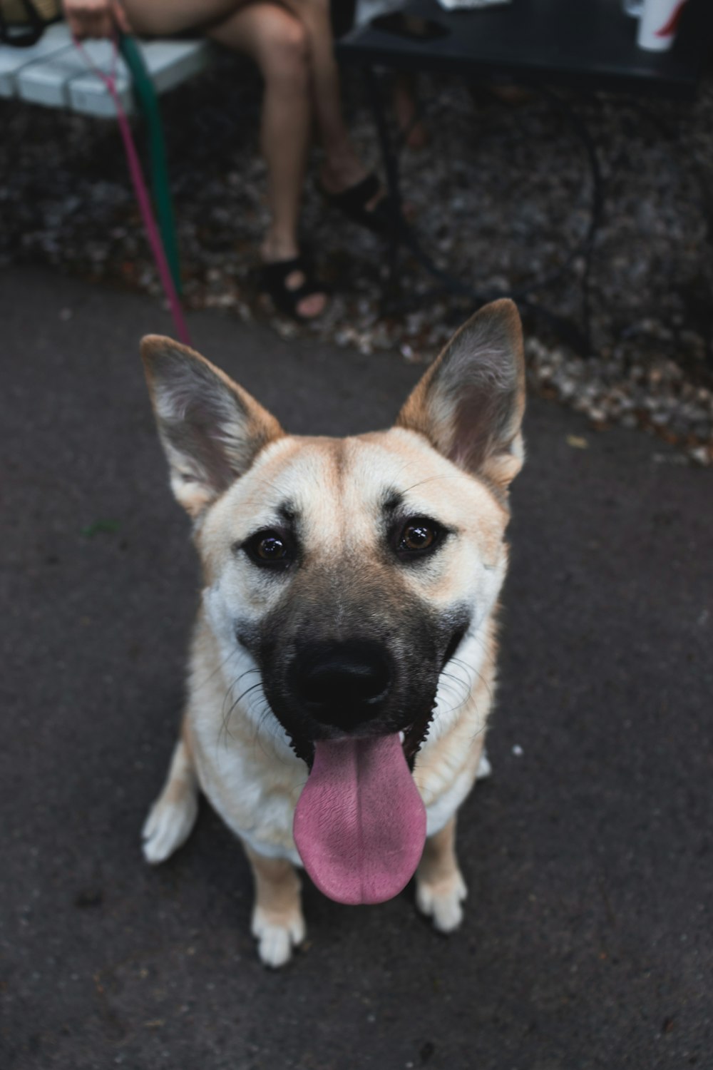 brown and white short coated dog