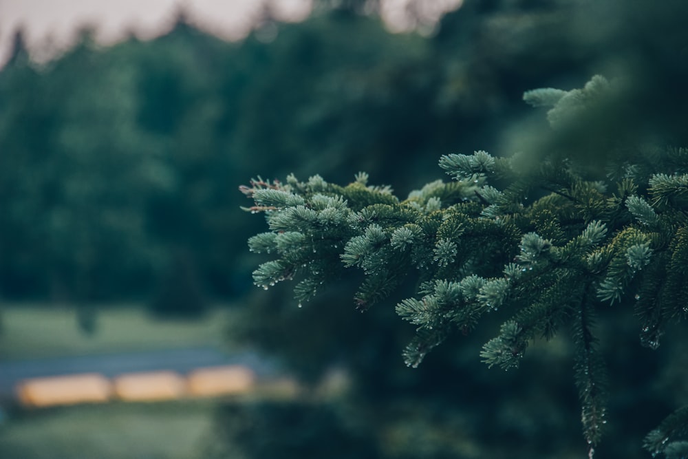 green tree near body of water during daytime