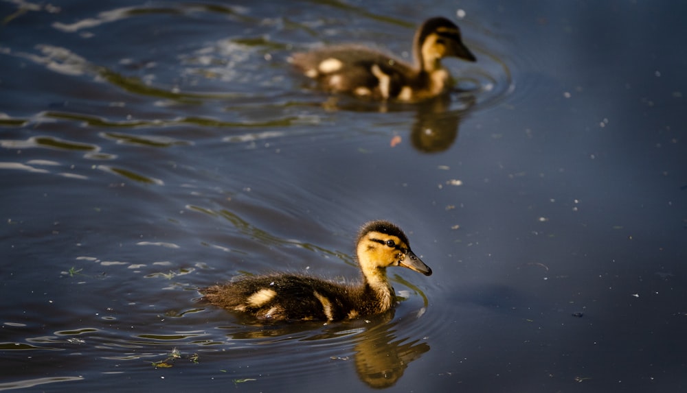 two brown and black ducklings on water