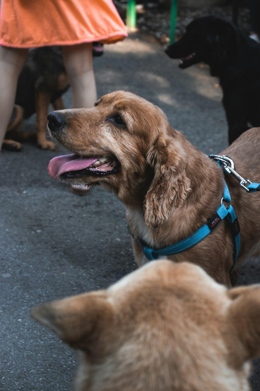 brown short coated medium sized dog with blue leash