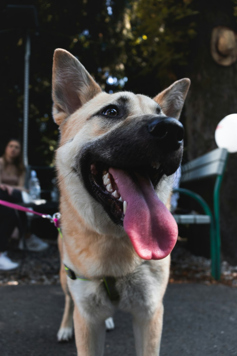 brown and black short coated dog