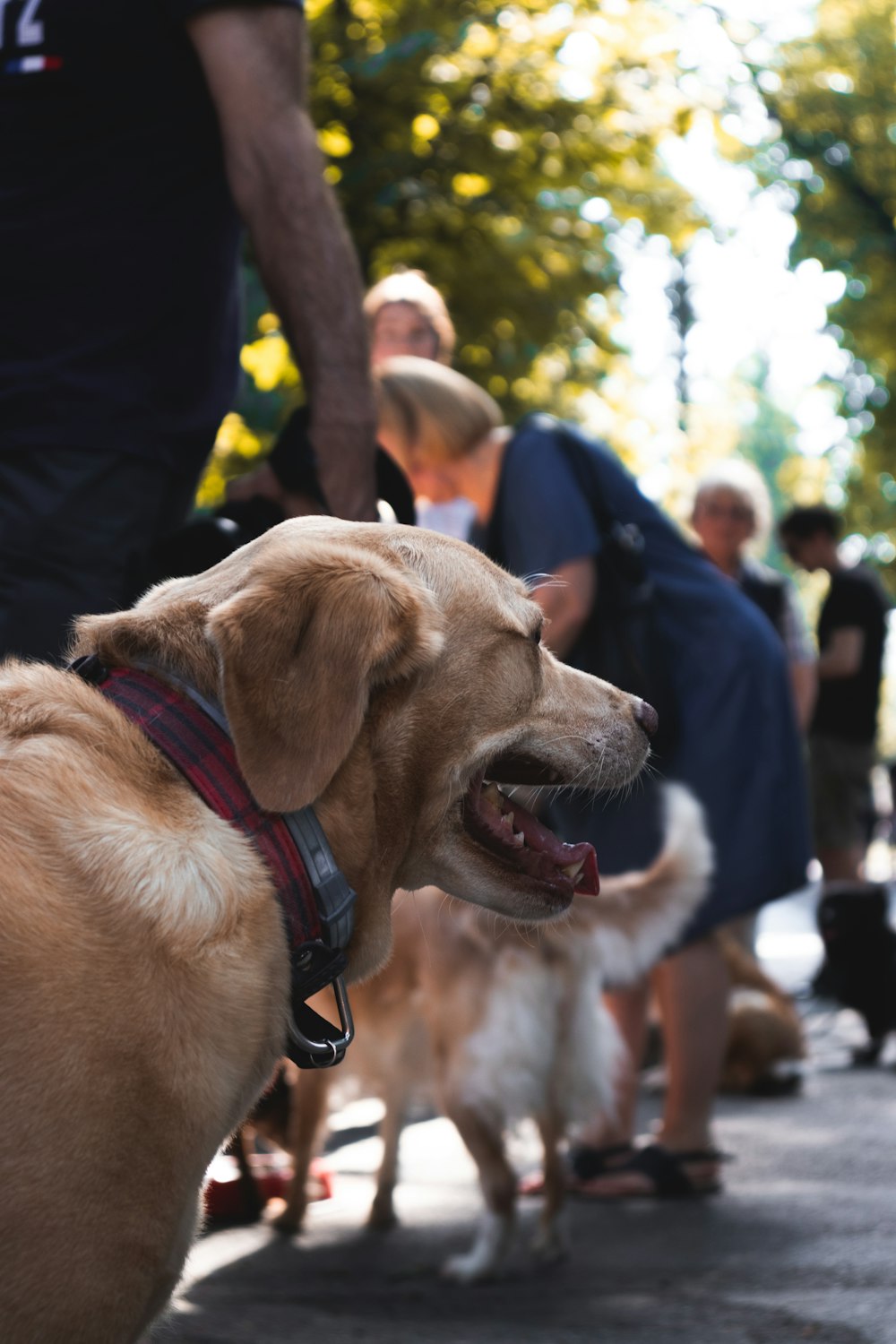 brown short coated dog with blue collar