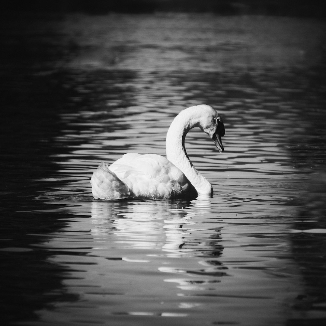 white swan on water during daytime