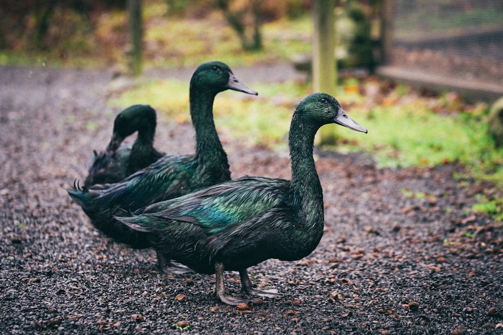 two black and green mallard ducks on brown dried leaves during daytime