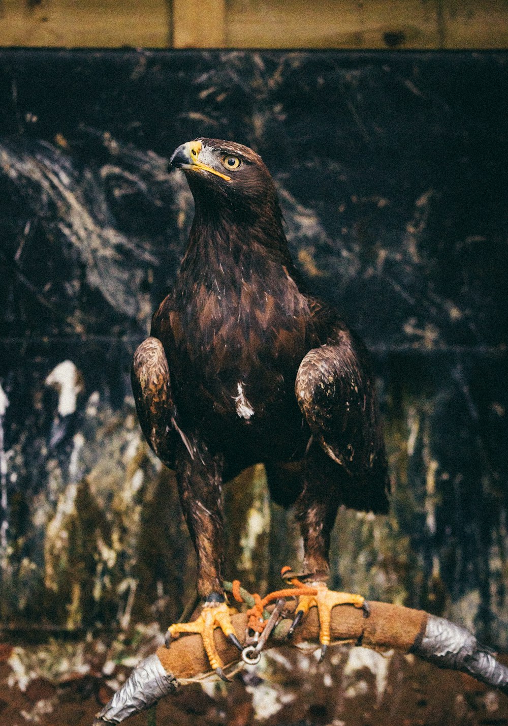 black eagle on brown tree branch