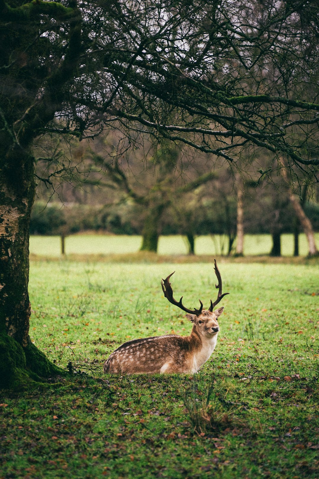 brown deer on green grass field during daytime