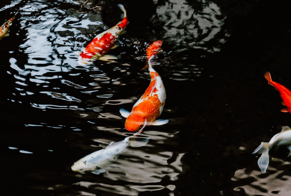 white and orange koi fish on water