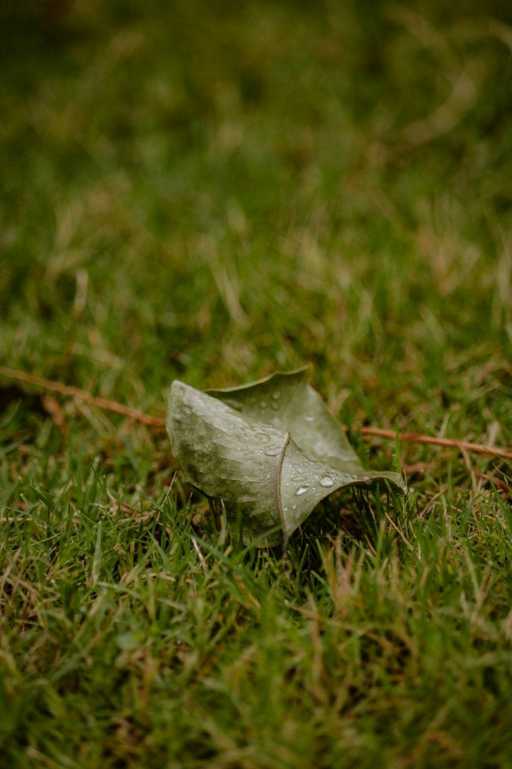 green leaf on green grass