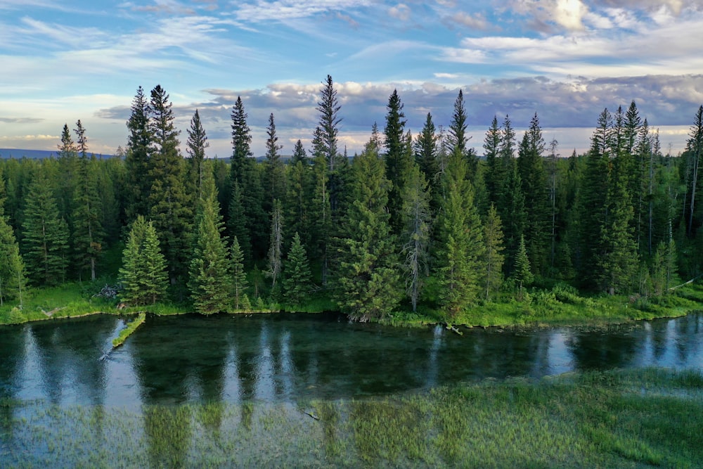 Grüne Kiefern am Fluss unter blauem Himmel tagsüber