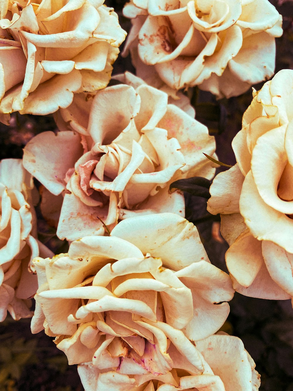 pink roses in close up photography