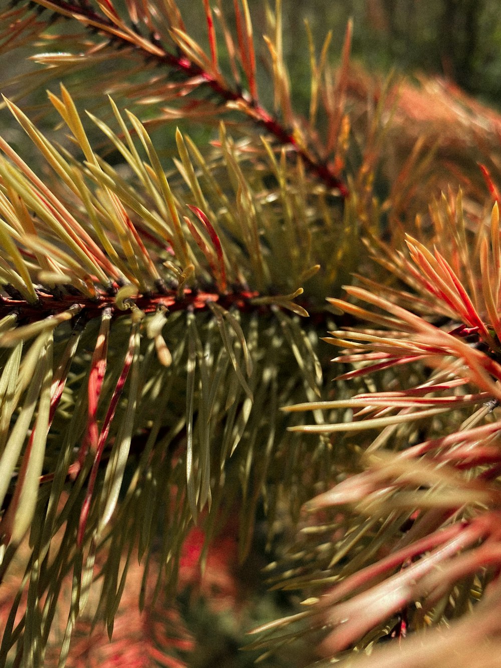 green and brown plant during daytime