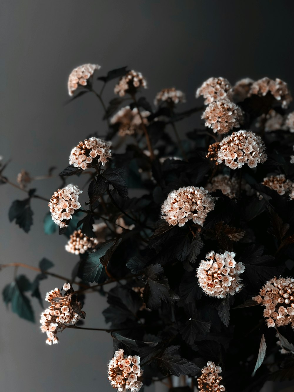 white and brown flowers in tilt shift lens