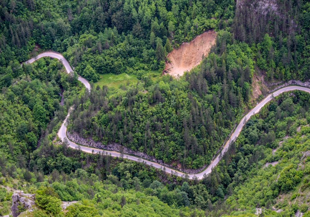 aerial view of green trees during daytime