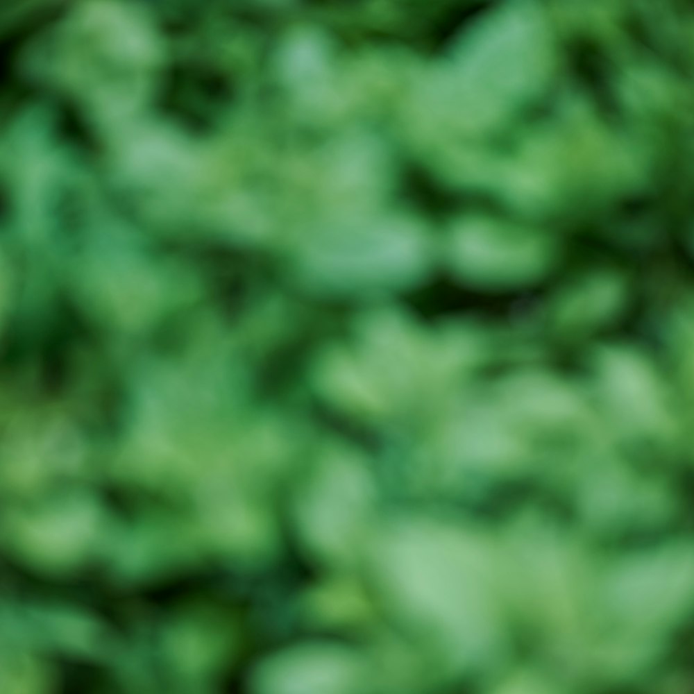 1000+ Green Blurry Background Pictures | Download Free Images on Unsplash