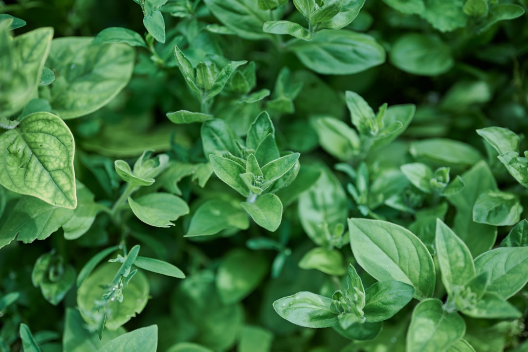 green leaves plant in close up photography