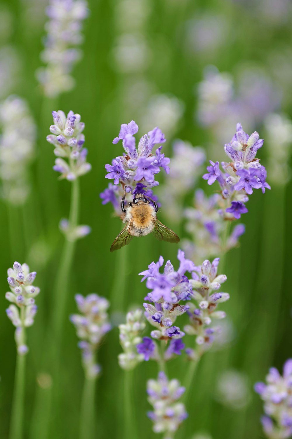 purple flower in macro lens