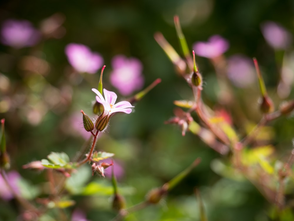 pink and white flower in tilt shift lens