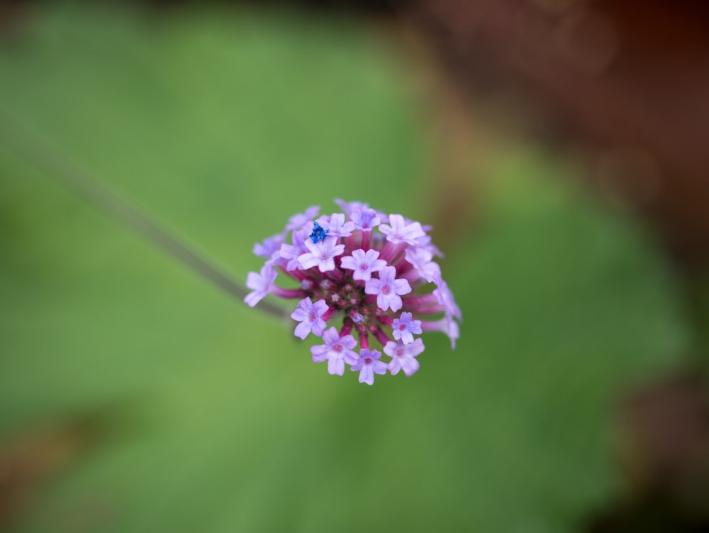 pink flower in tilt shift lens