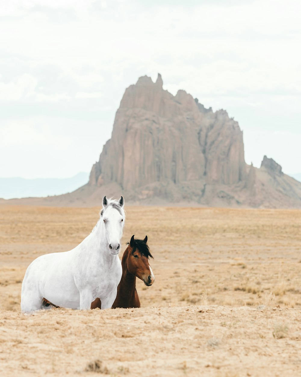 昼間の茶色の野原に白と茶色の馬