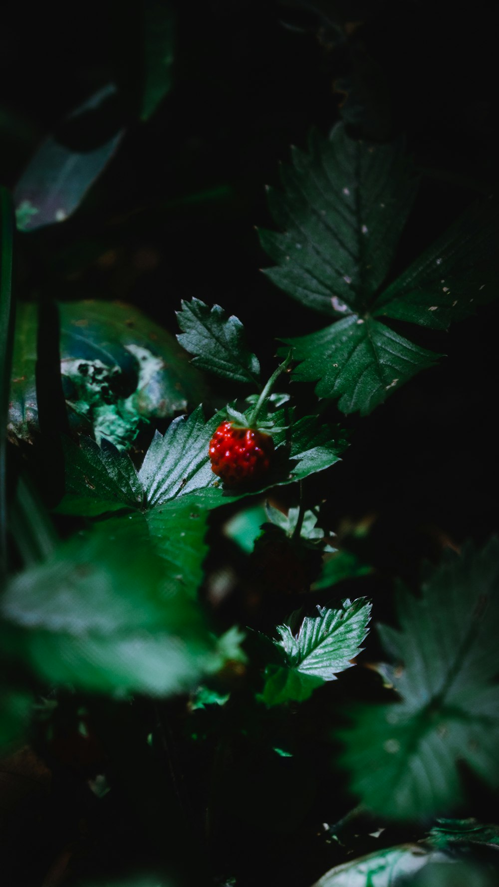 red and white ladybug on green leaves