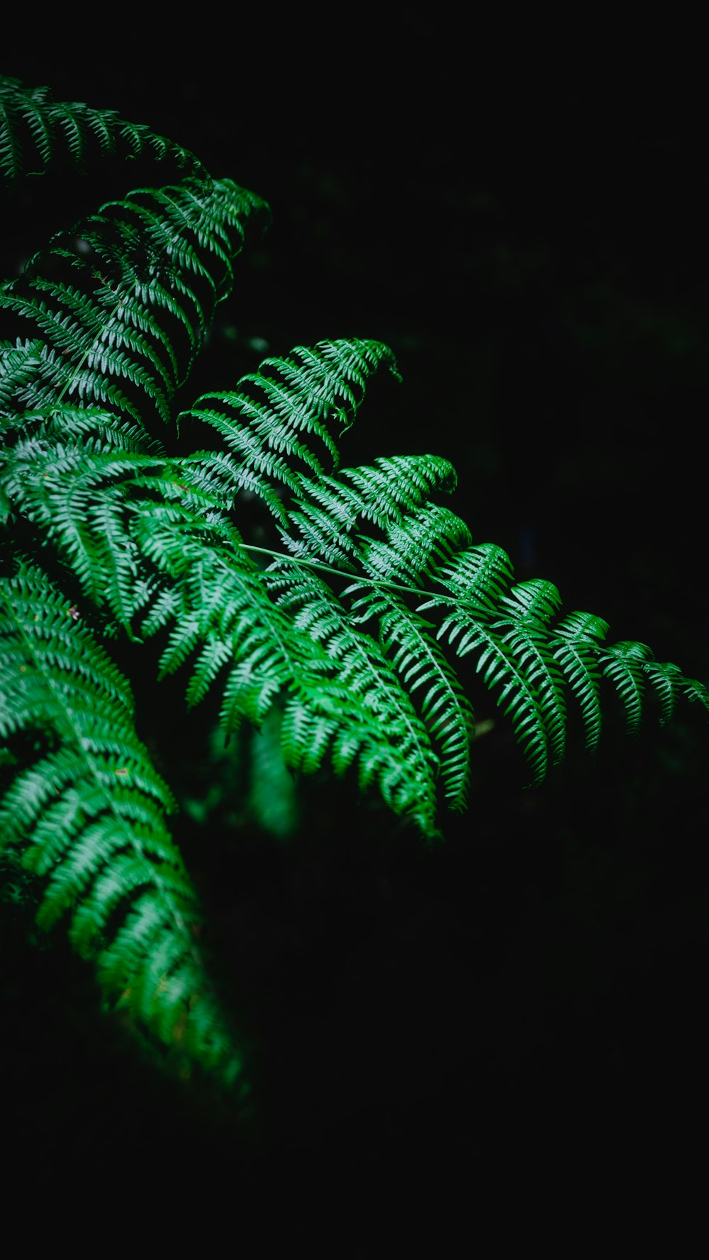 클로즈업 사진의 녹색 양치류 식물
