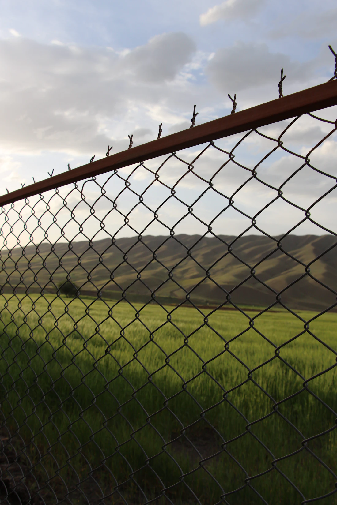 Chain link fence along a grass yard