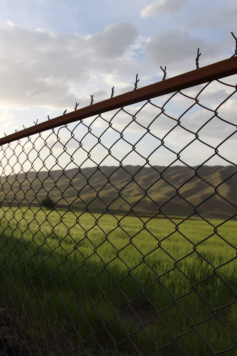 Chain link fence along a lawn