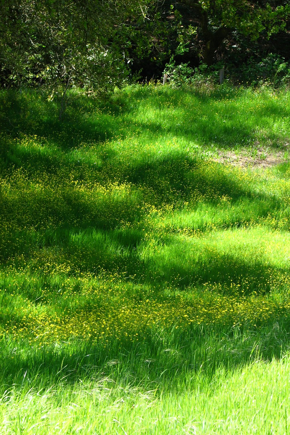 낮 동안의 푸른 잔디밭