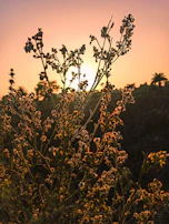 Sunset over Sardinian wild landscapes where the herbs used in our infusions grow naturally.