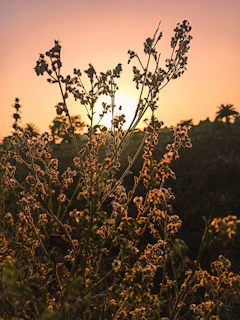 Sunset over Sardinian wild landscapes where the herbs used in our infusions grow naturally.