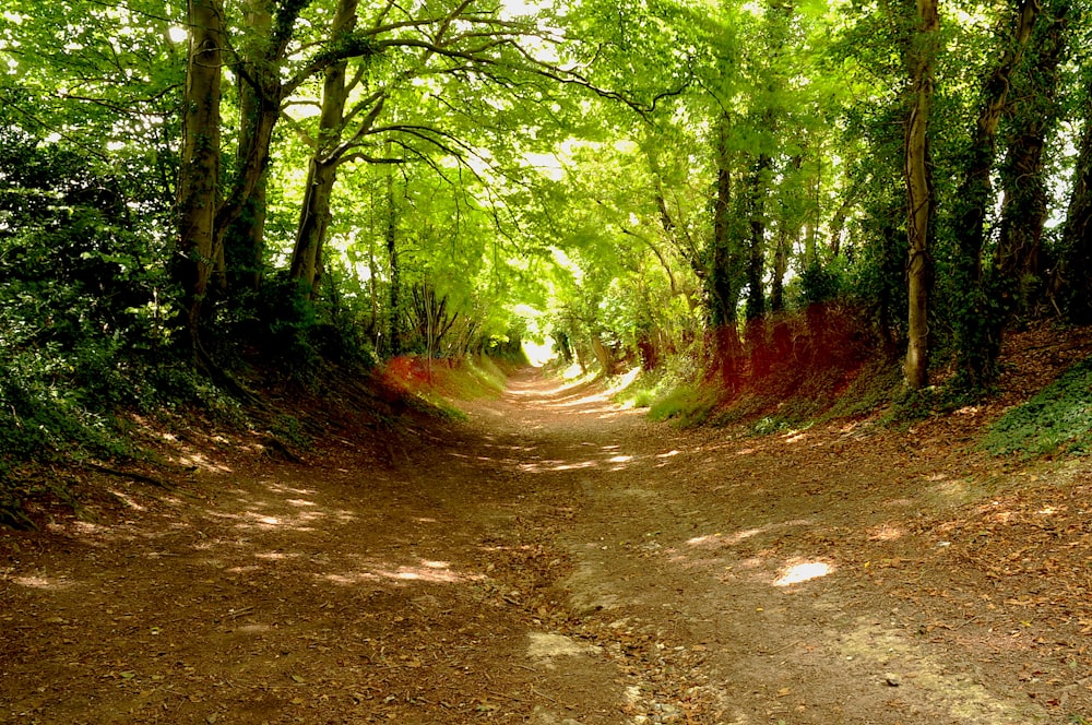 昼間の緑の木々の間の茶色の未舗装の道路