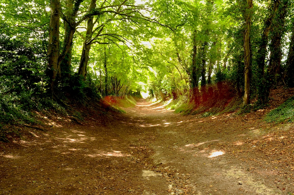 brown dirt road between green trees during daytime