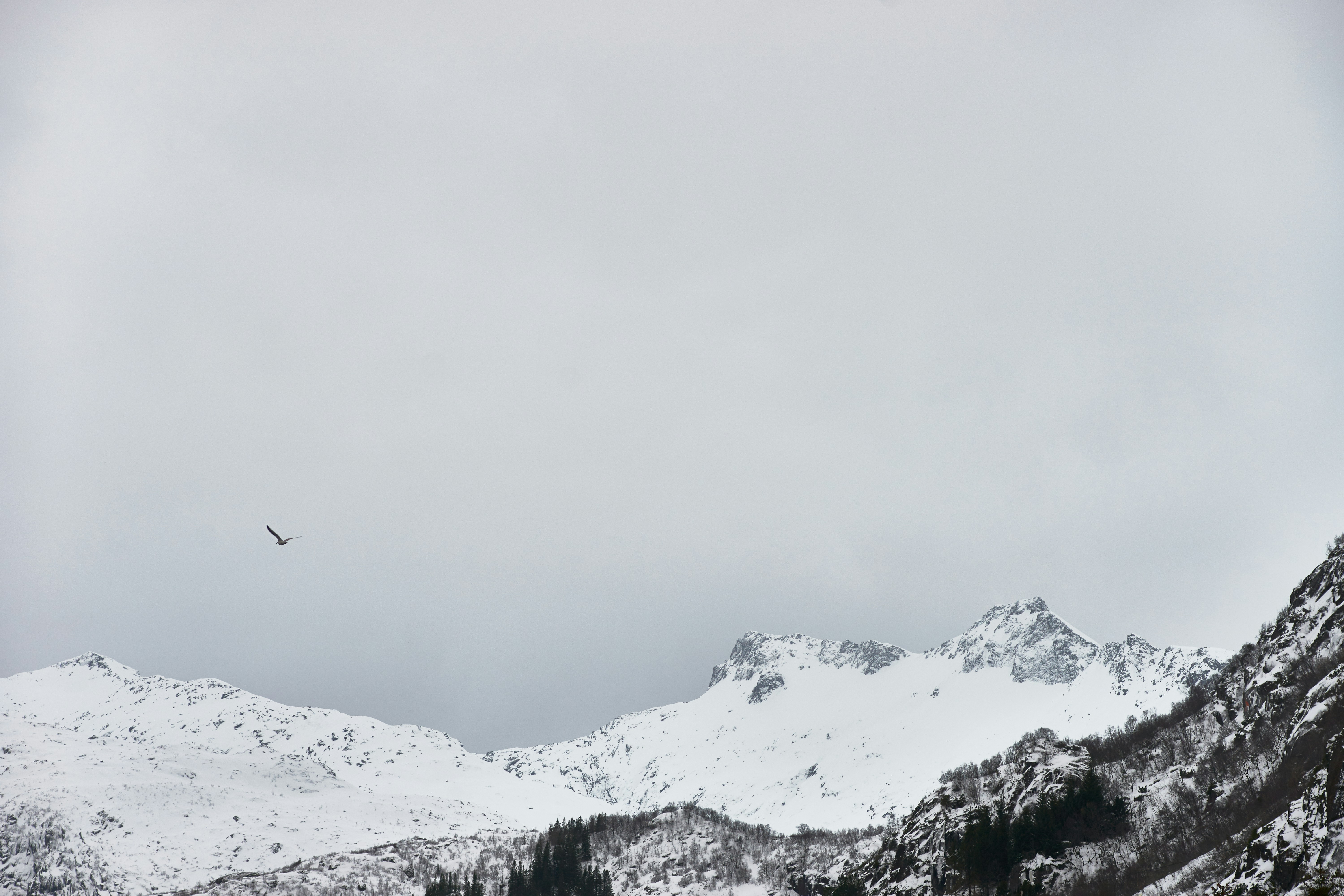 Photo by wolfgang_hasselmann