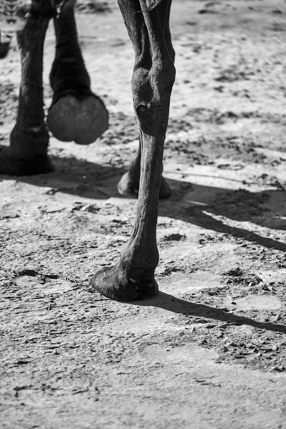 grayscale photo of horse walking on the street