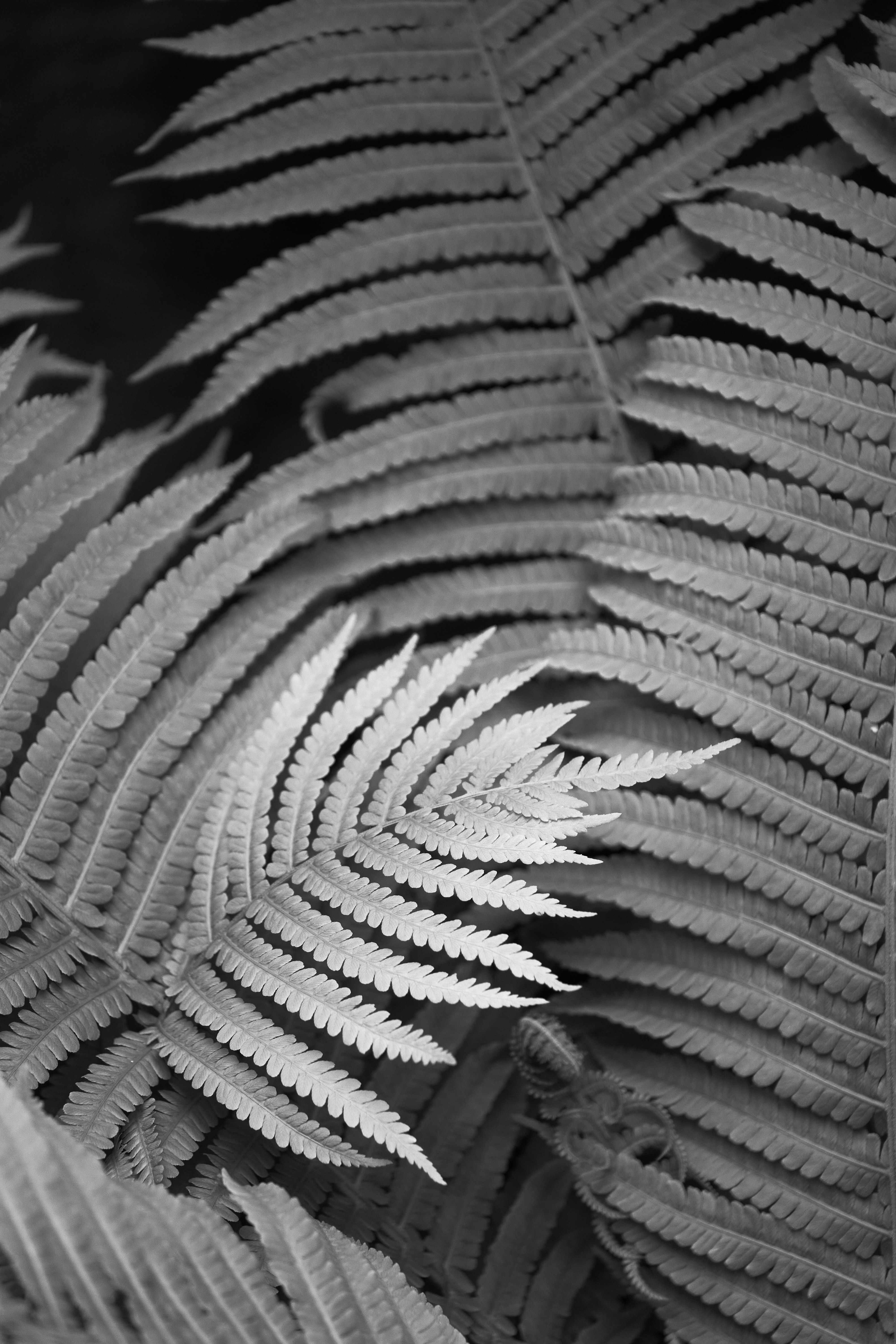 Photo by wolfgang_hasselmann