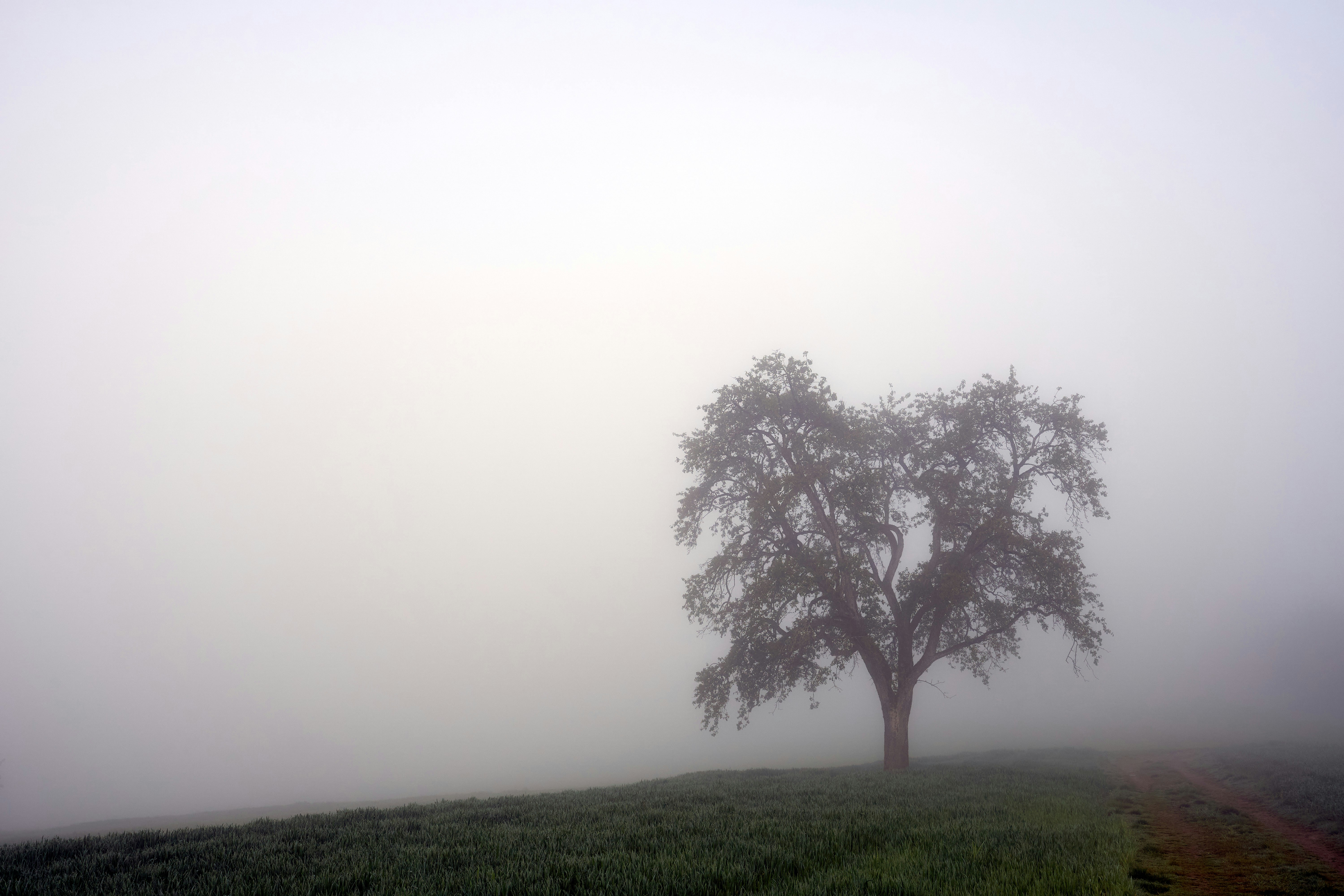 Photo by wolfgang_hasselmann