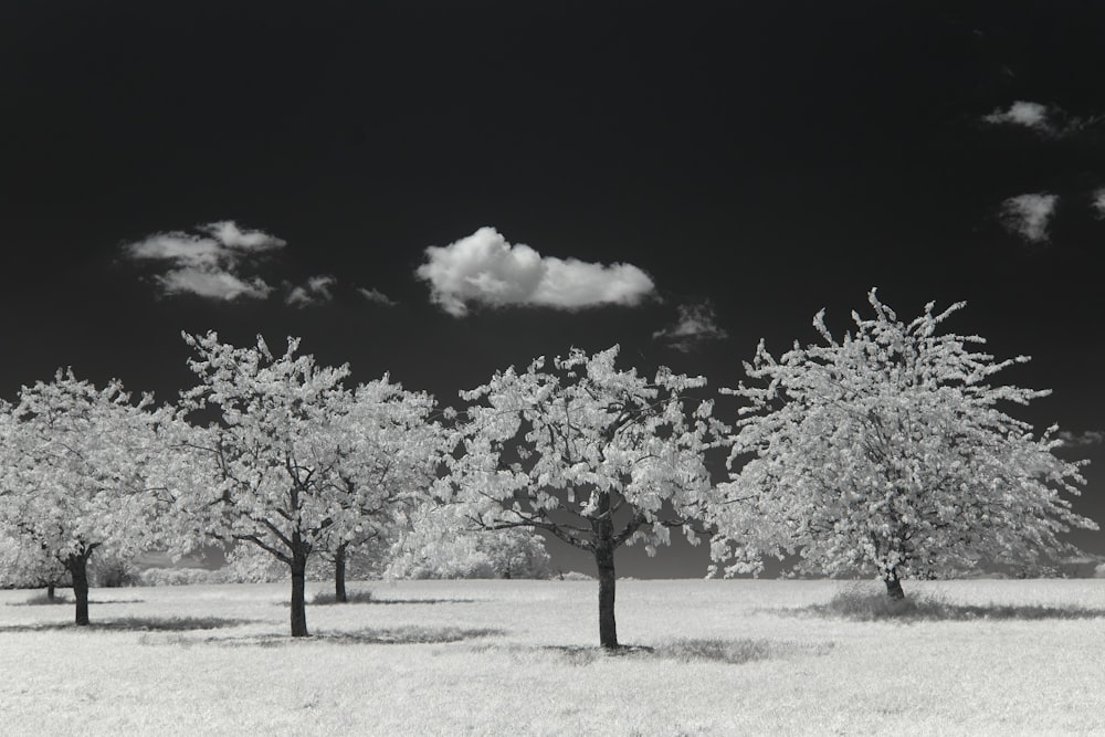 grayscale photo of tree on field