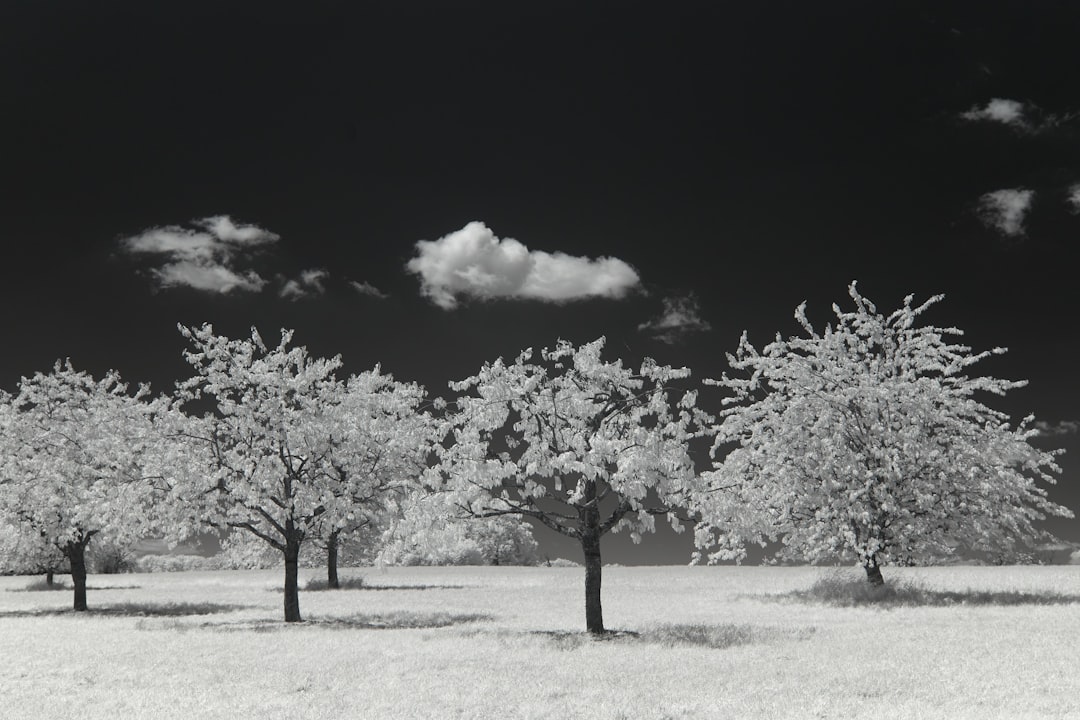 grayscale photo of tree on field