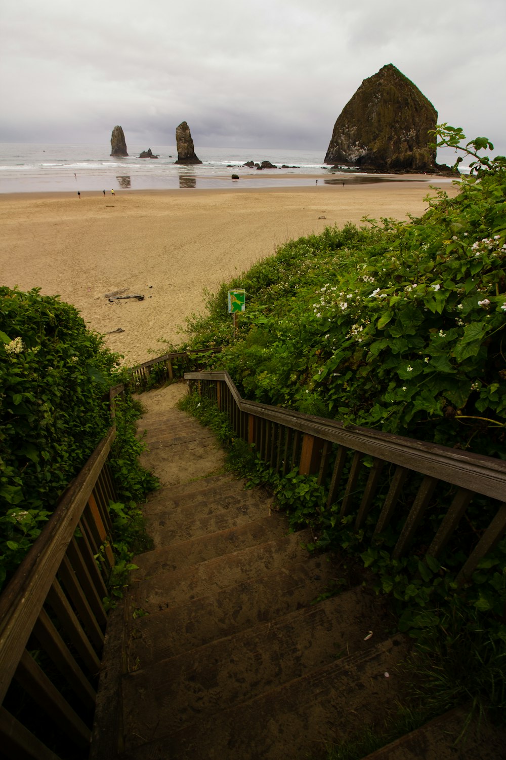 green plants on brown sand near sea during daytime