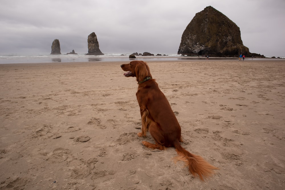 cão marrom de pelagem curta na areia marrom durante o dia
