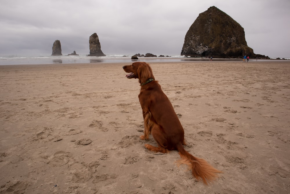 brown short coated dog on brown sand during daytime