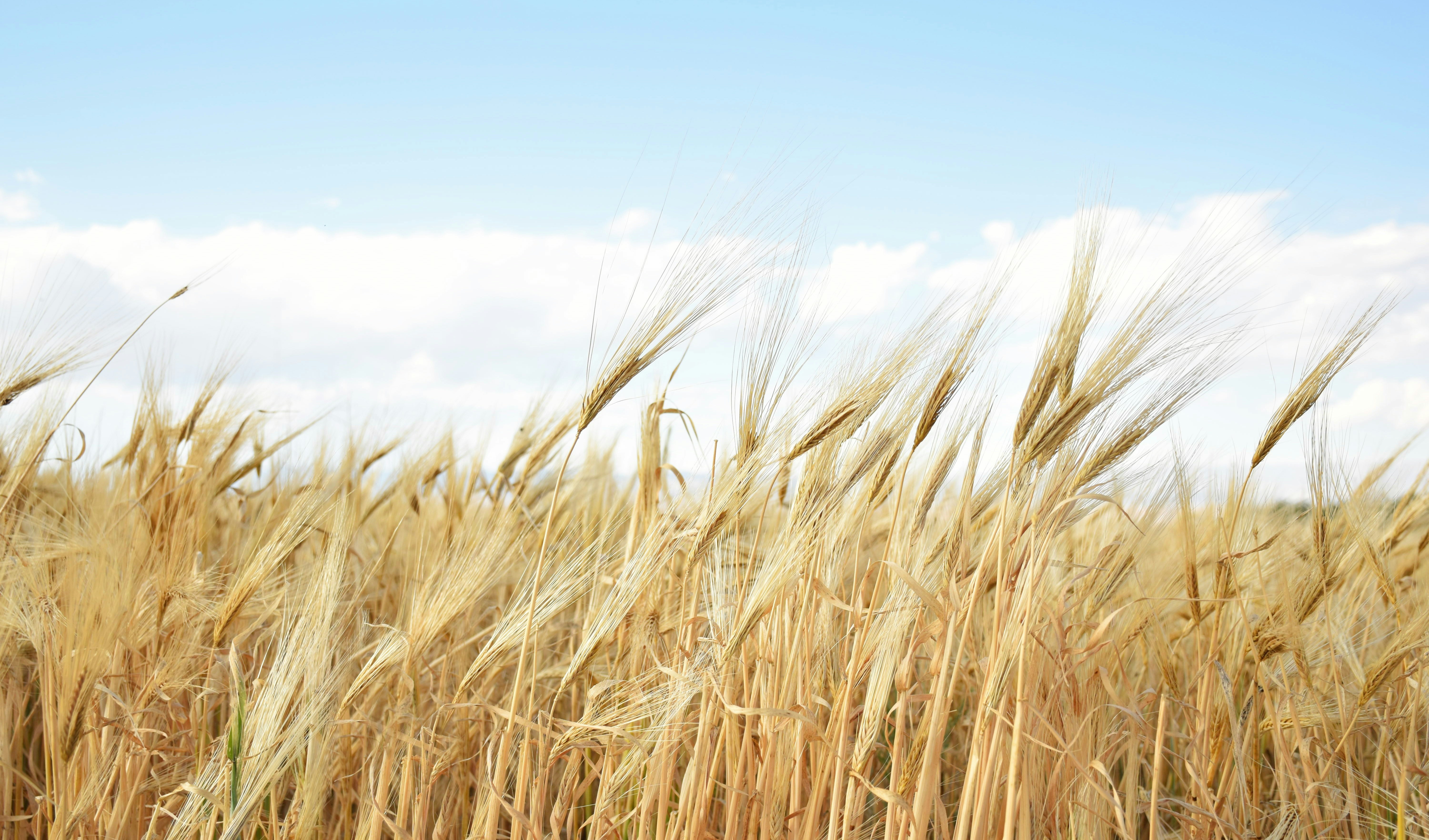 wheatgrass landscape