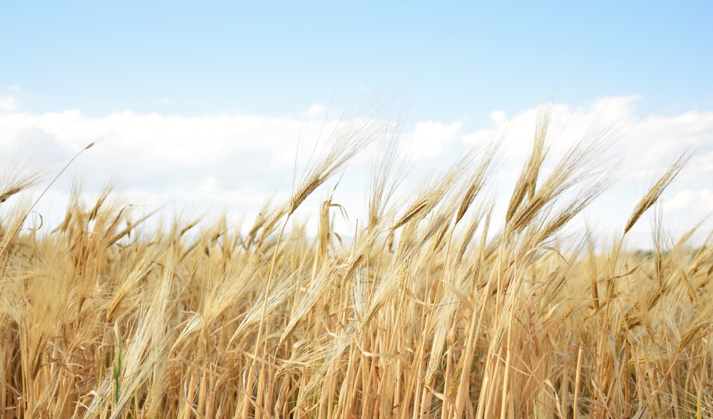 brown wheat field under blue sky during daytime