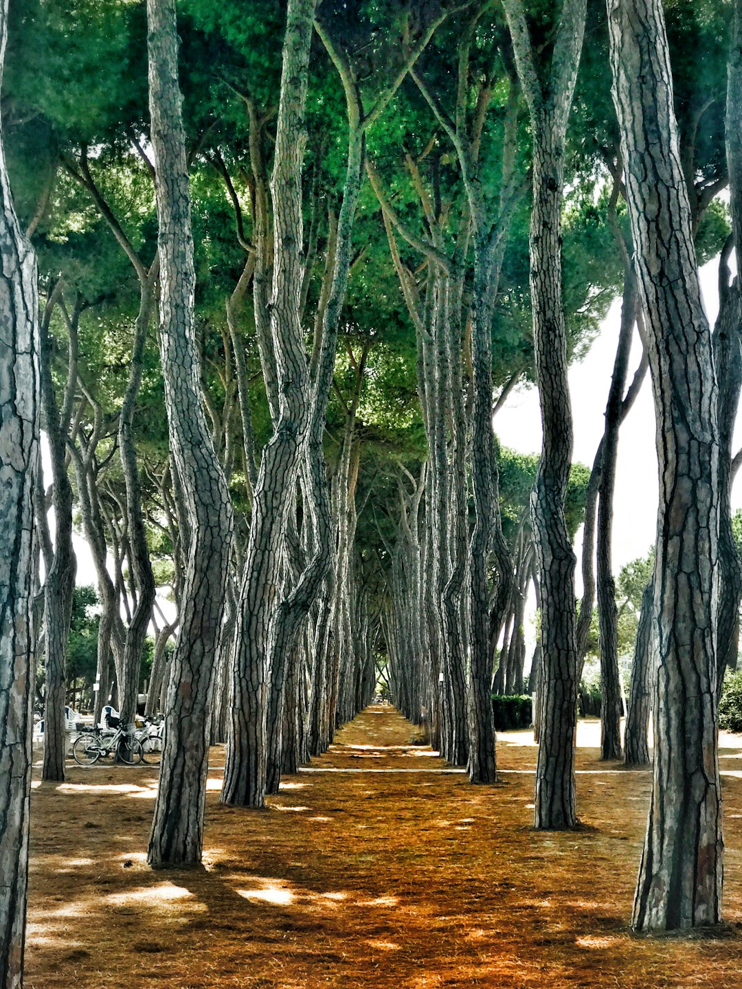 Forest photo spot Pineto Città Sant'Angelo