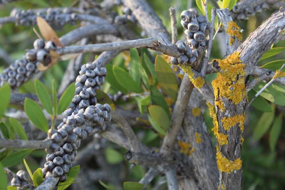 green plant on brown tree branch