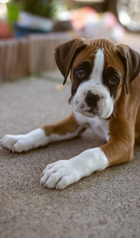 brown and white short coated dog lying on gray carpet